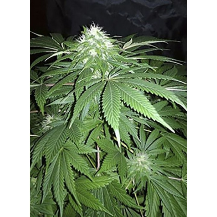 Chapita De Michoacan Regular de Cannabiogen Seeds