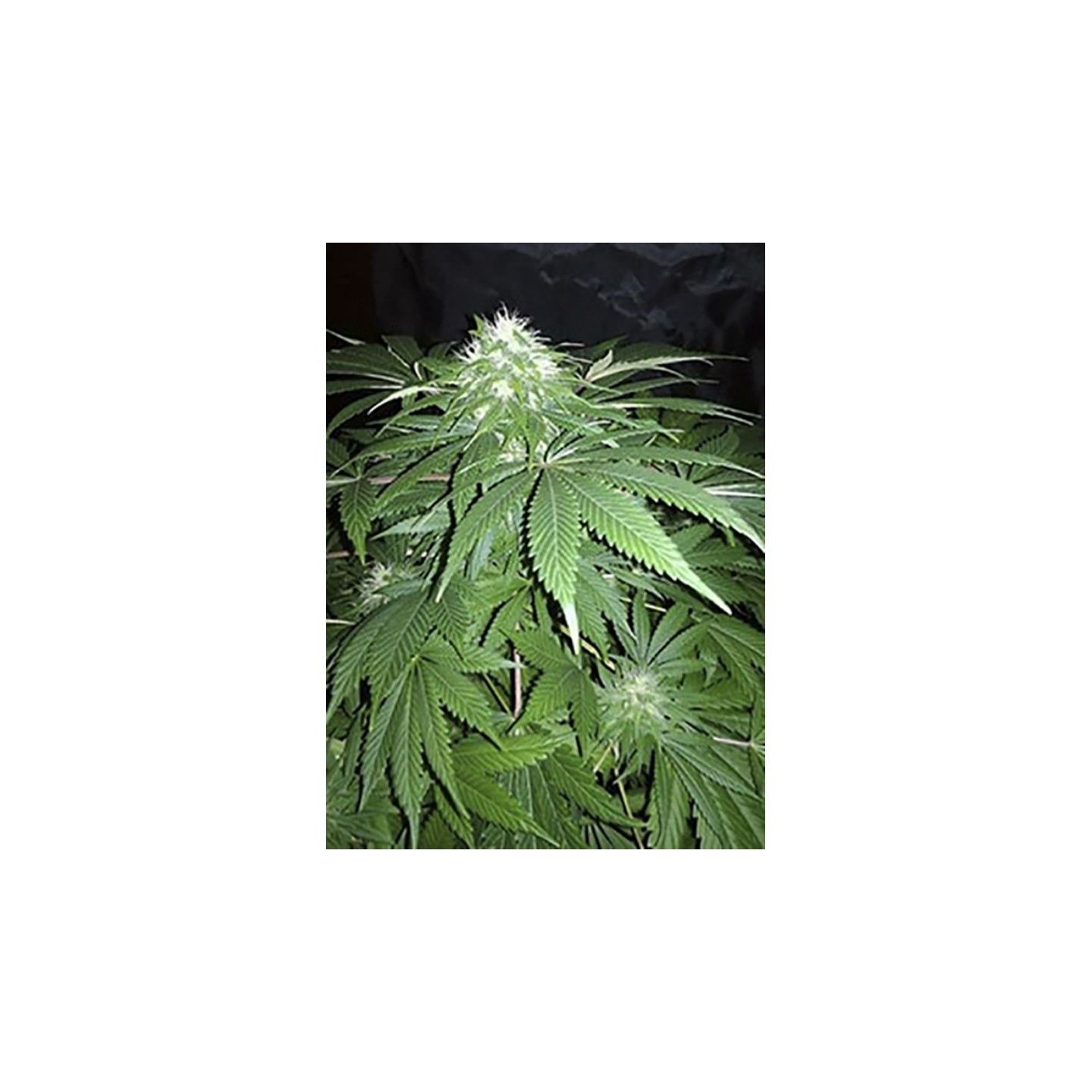 Chapita De Michoacan Regular de Cannabiogen Seeds
