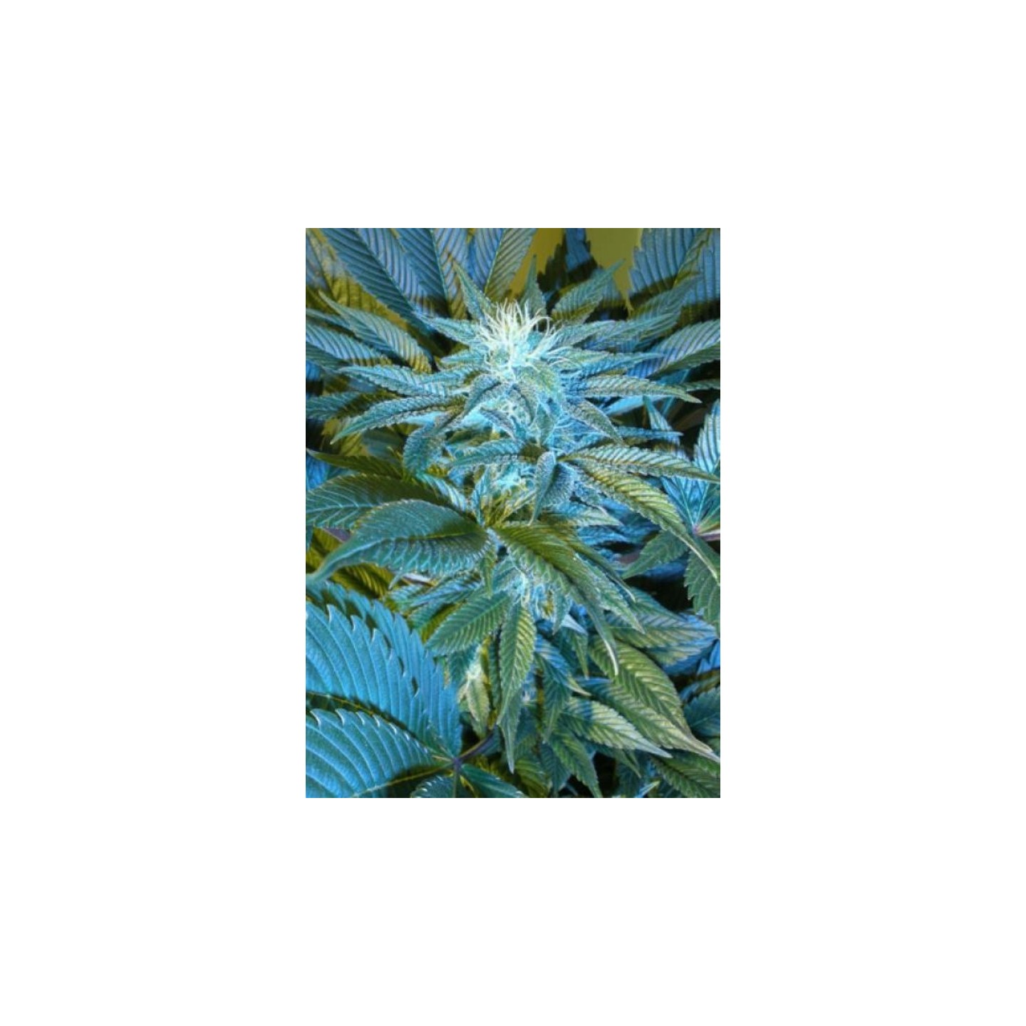 Sandstorm Regular de Cannabiogen Seeds