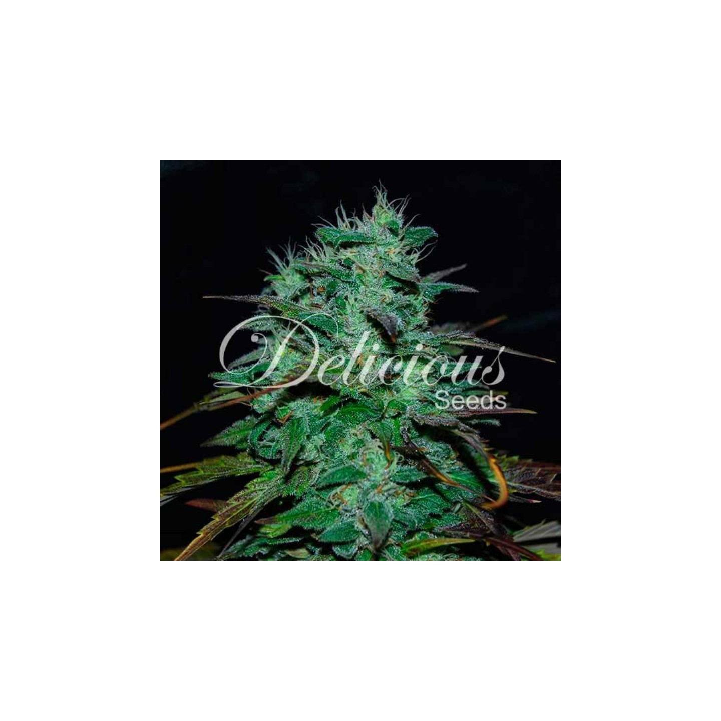 Chocobang (Sativa Line) de Delicious