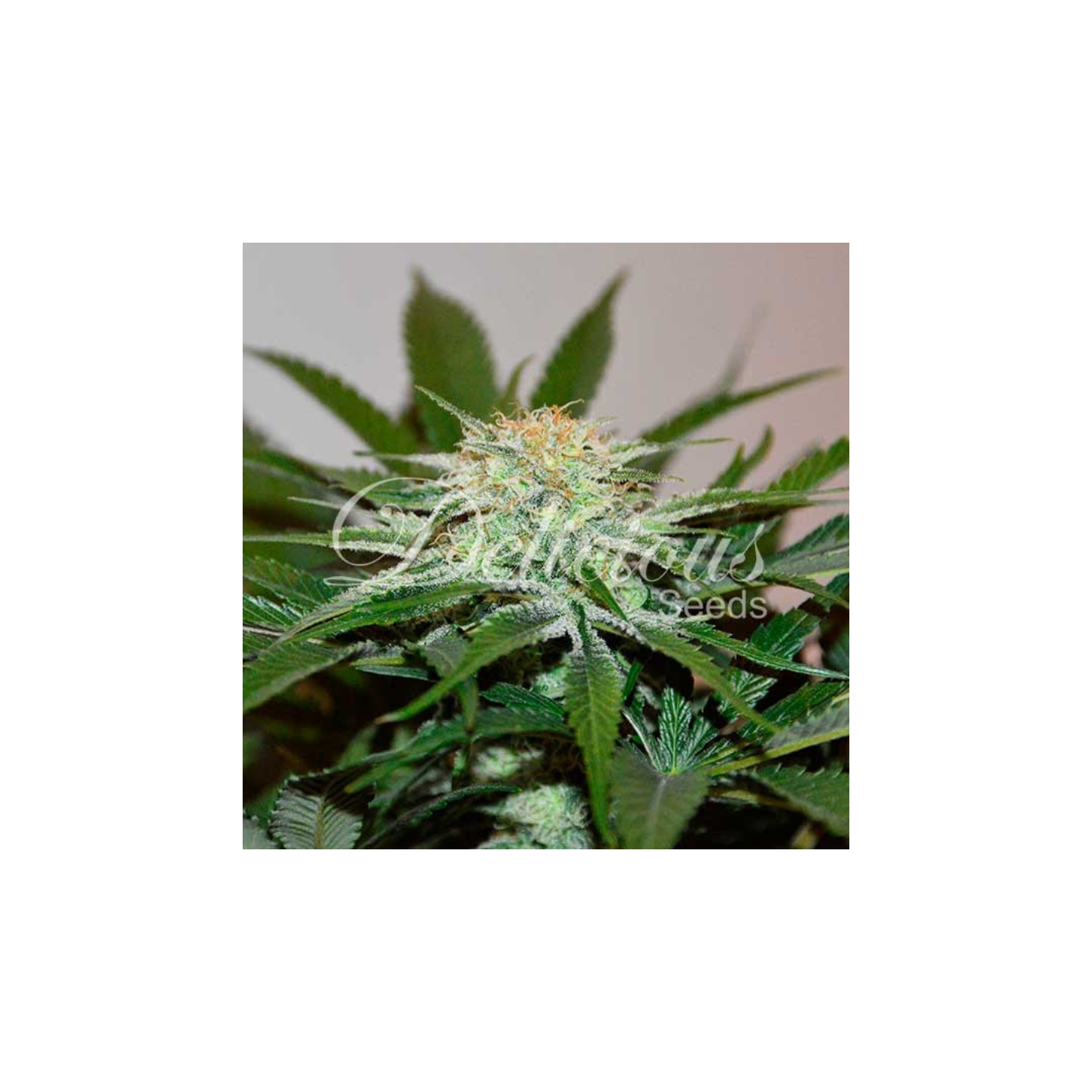 Descojack (Sativa Line) de Delicious