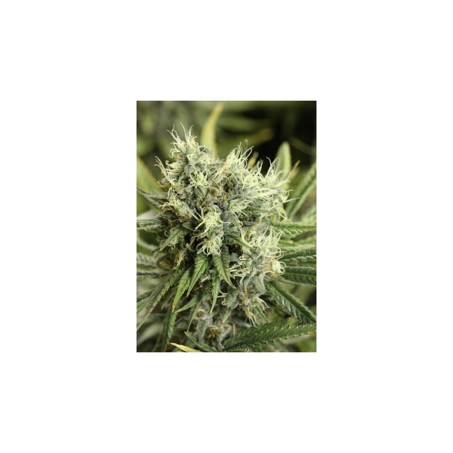 Dazy Jones Regular de Devils Harvest Seeds