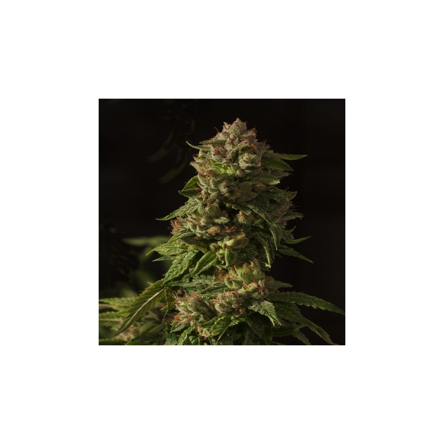 Fallen Angel Regular de Devils Harvest Seeds