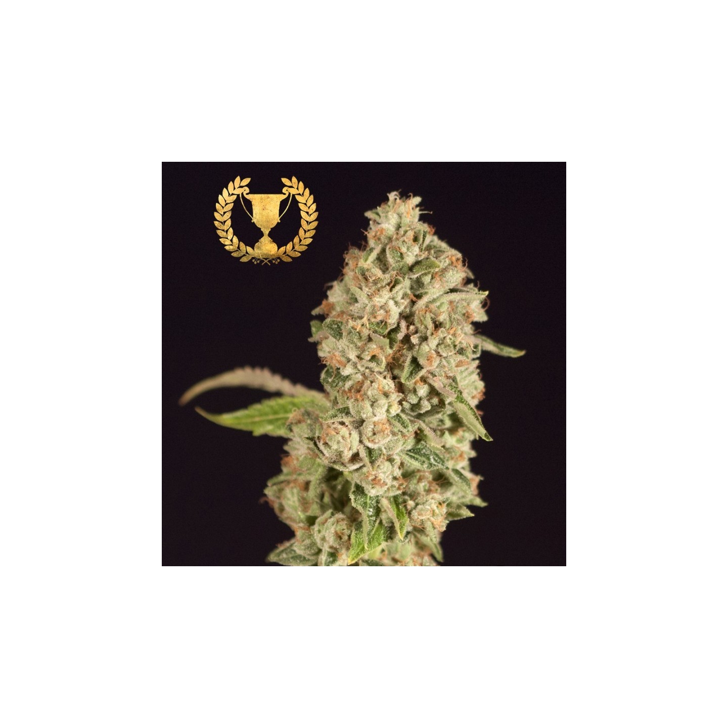 Raspberry Waffles CBD de Devils Harvest Seeds