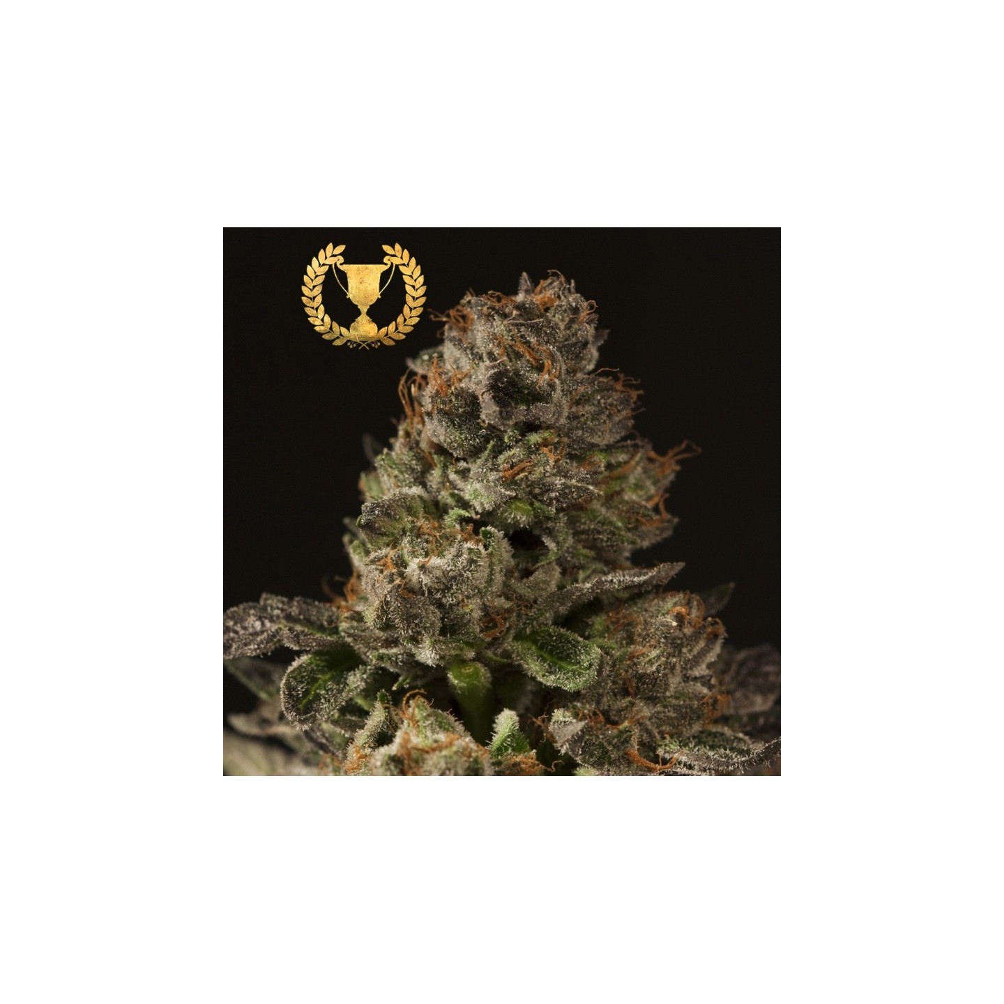 Strawberry Sour Diesel Regular de Devils Harvest Seeds