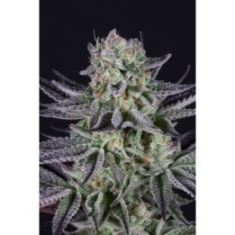 Bluberry Cookies de Dinafem
