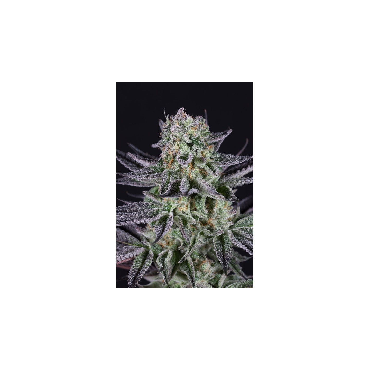 Bluberry Cookies de Dinafem
