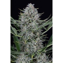 COOKIES AUTOFLOWERING - Imagen 1