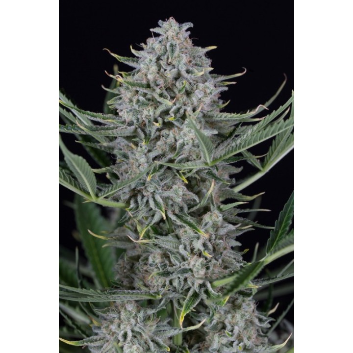 COOKIES AUTOFLOWERING - Imagen 1