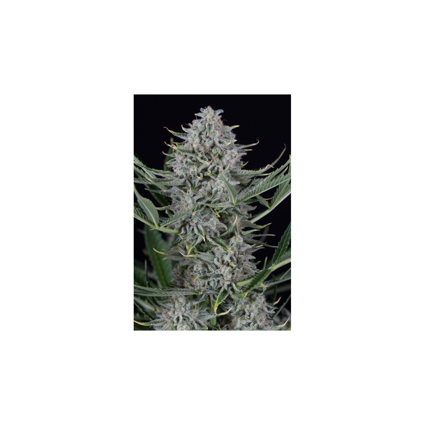 COOKIES AUTOFLOWERING - Imagen 1
