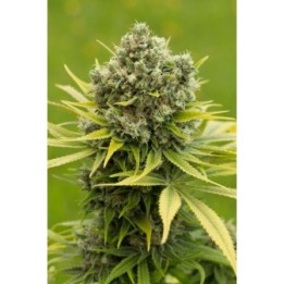 DINAMED CBD PLUS - Imagen 1