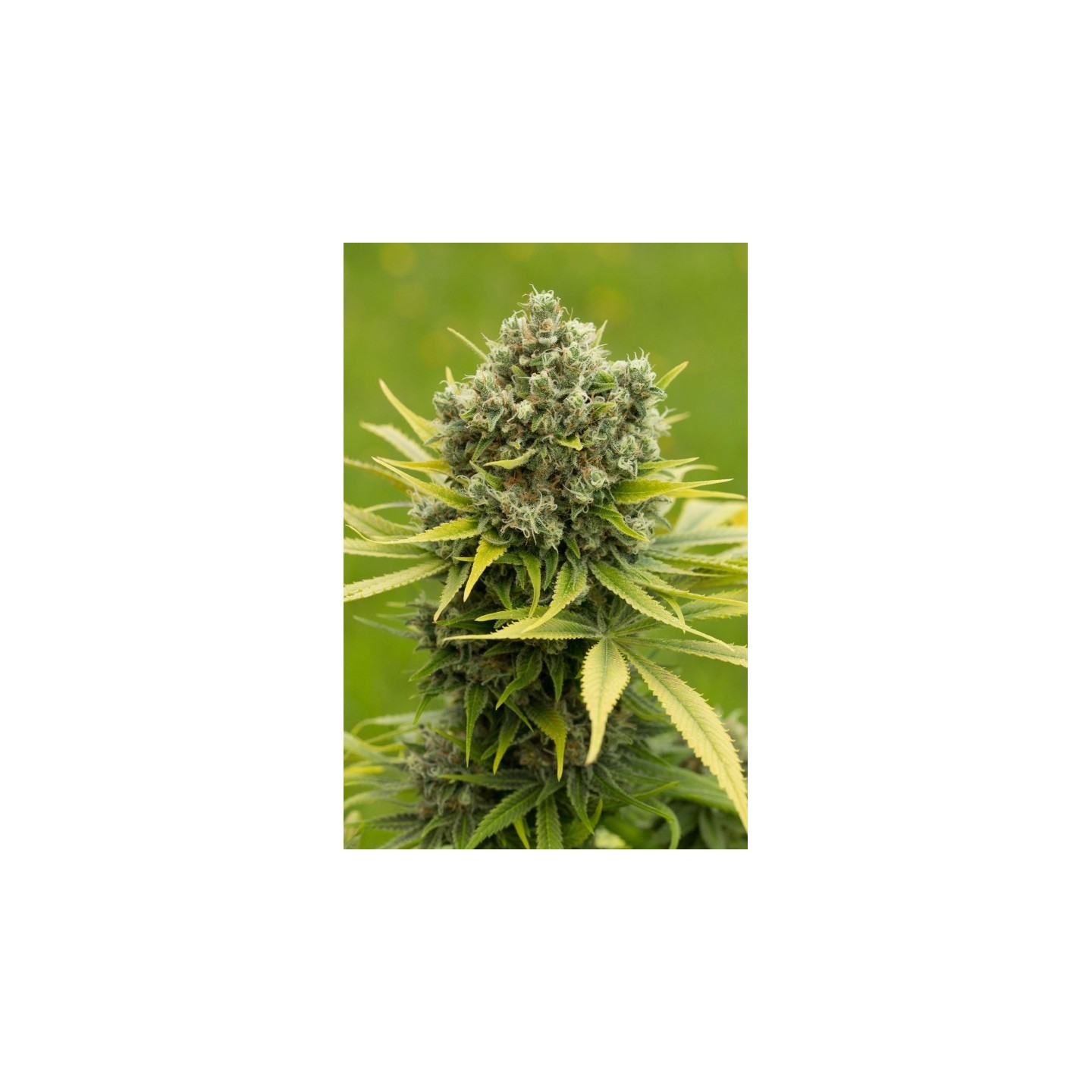 DINAMED CBD PLUS - Imagen 1