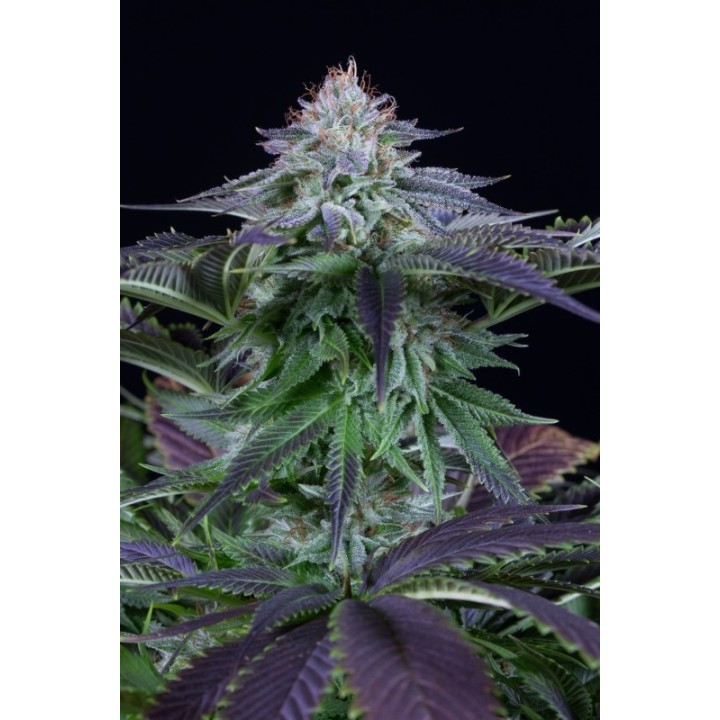 Dinamed Kush Cbd Autoflowering de Dinafem