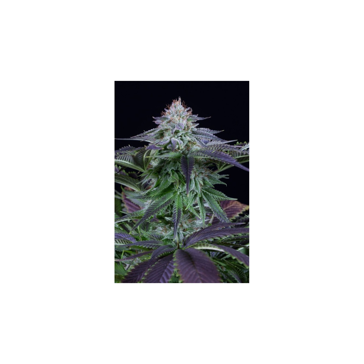 Dinamed Kush Cbd Autoflowering de Dinafem