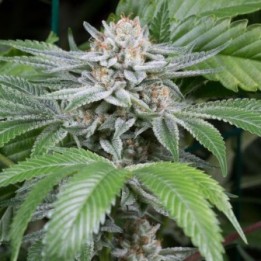 Gorilla de Dinafem