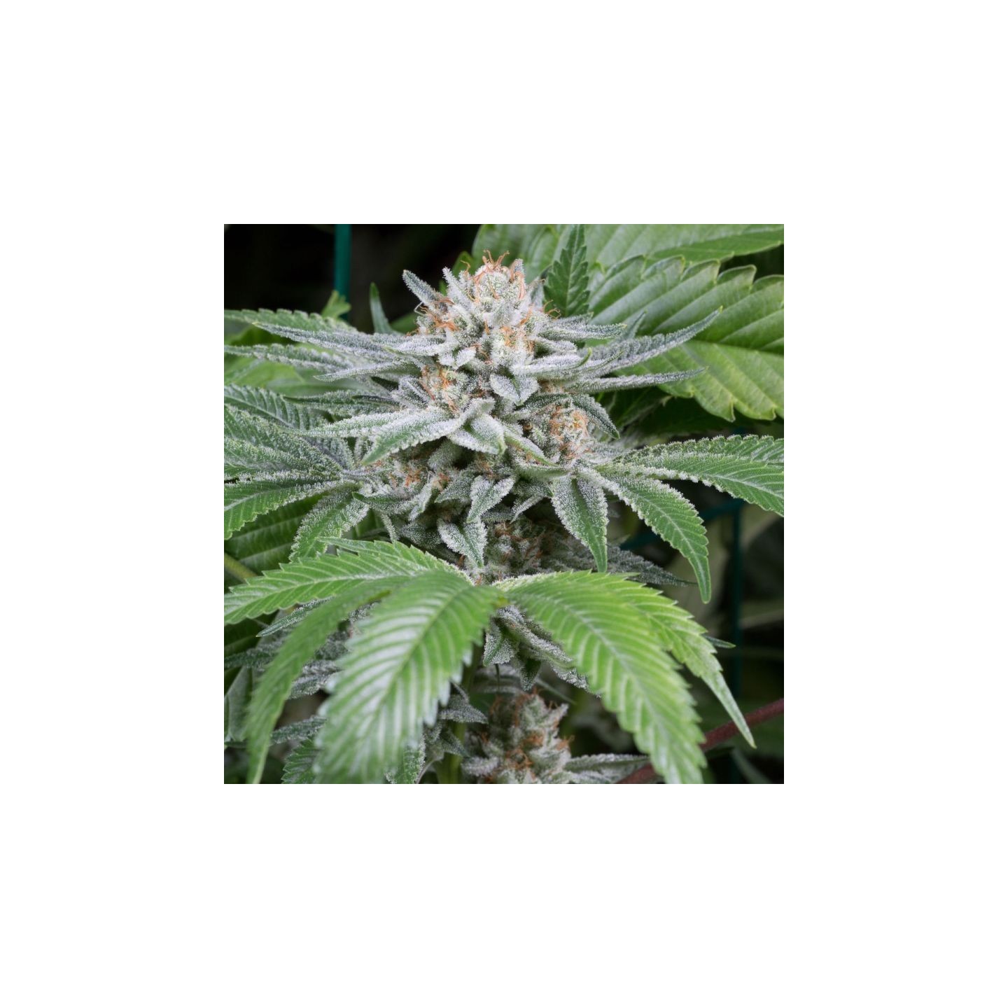 Gorilla de Dinafem
