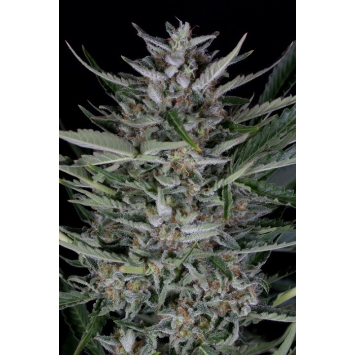 Gorilla Autoflowering de Dinafem