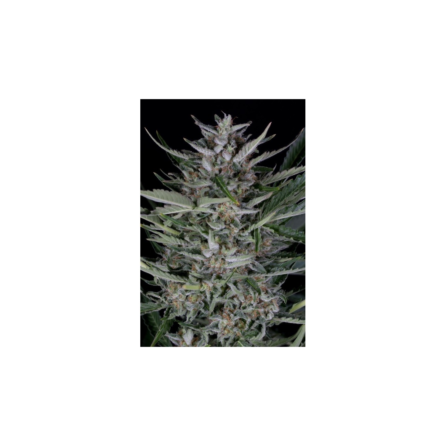 Gorilla Autoflowering de Dinafem