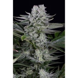 Gorilla Cbd de Dinafem
