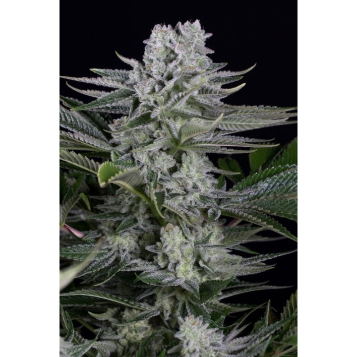 Gorilla Cbd de Dinafem