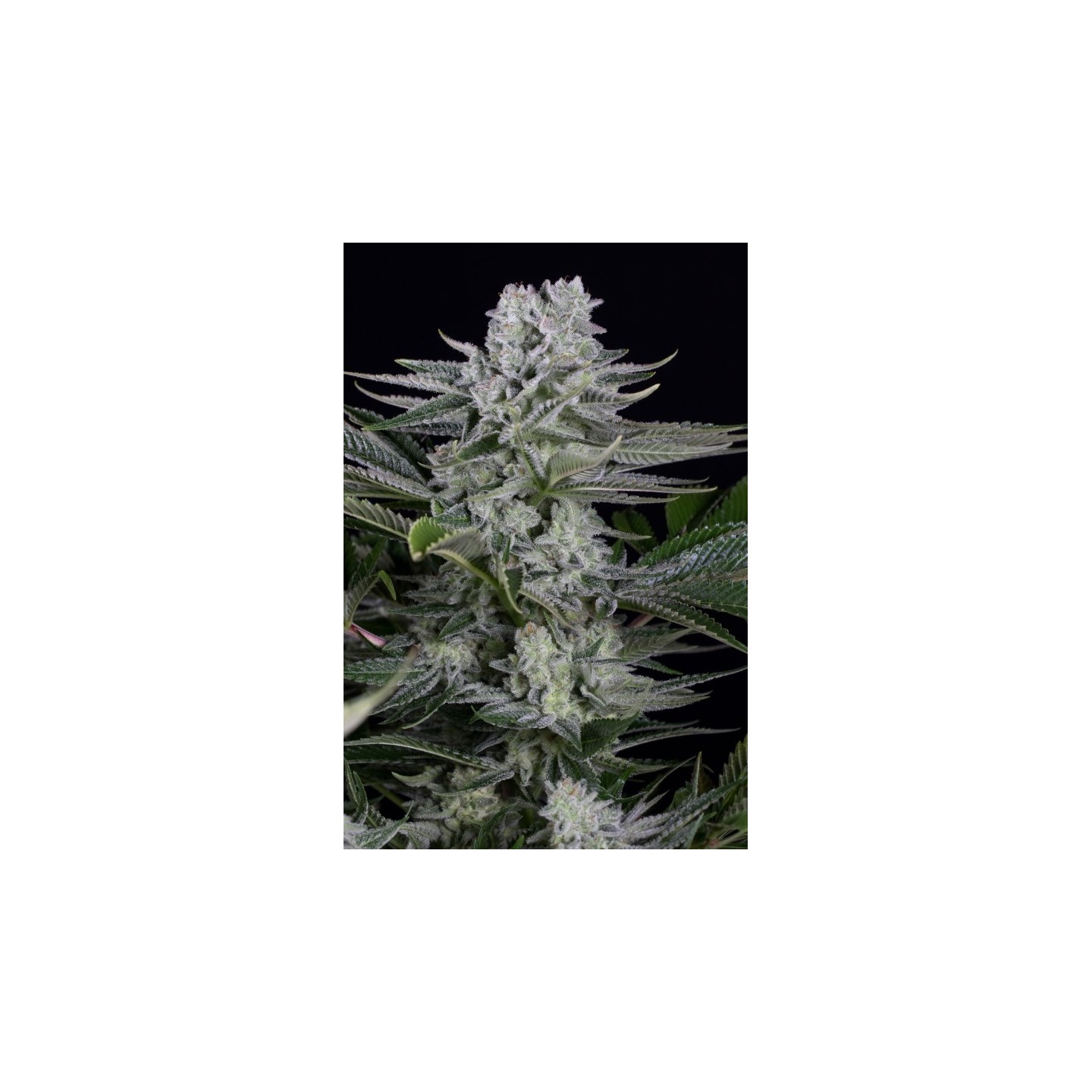 Gorilla Cbd de Dinafem