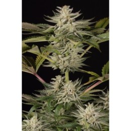 Ocean Grown Cookies de Dinafem