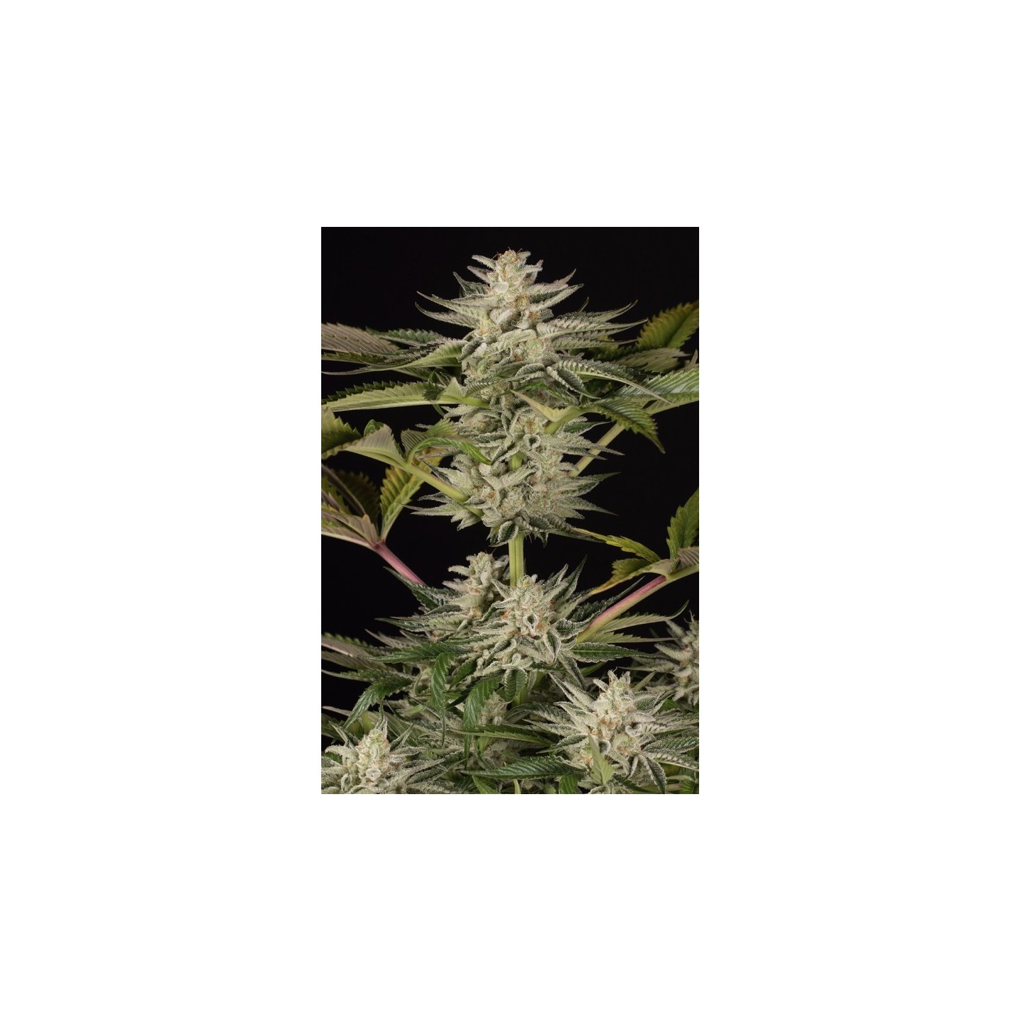 Ocean Grown Cookies de Dinafem