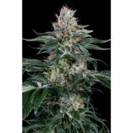 Orange Juice de Dinafem