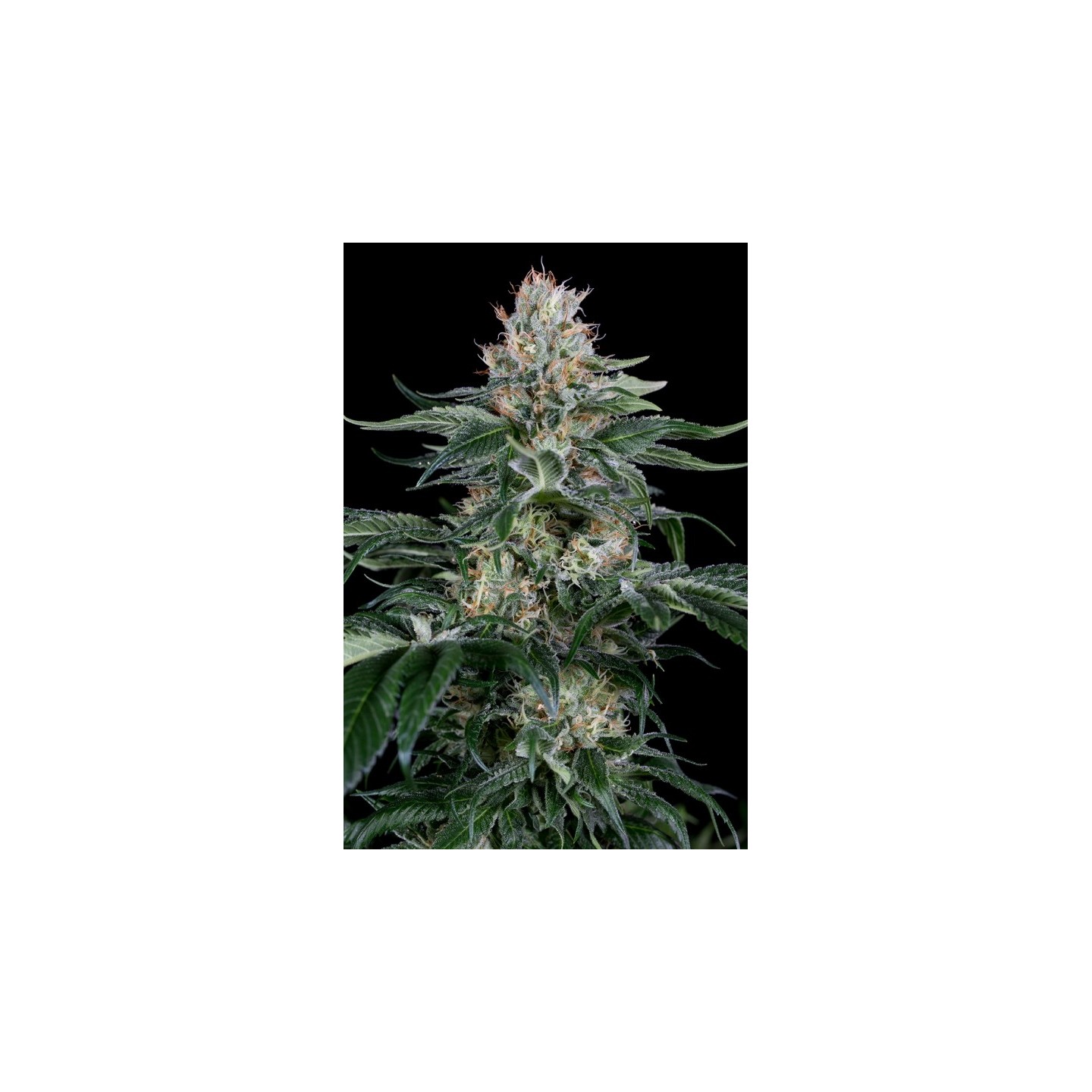 Orange Juice de Dinafem