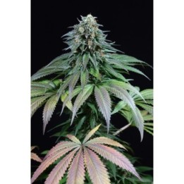 Purple Moby Dick de Dinafem