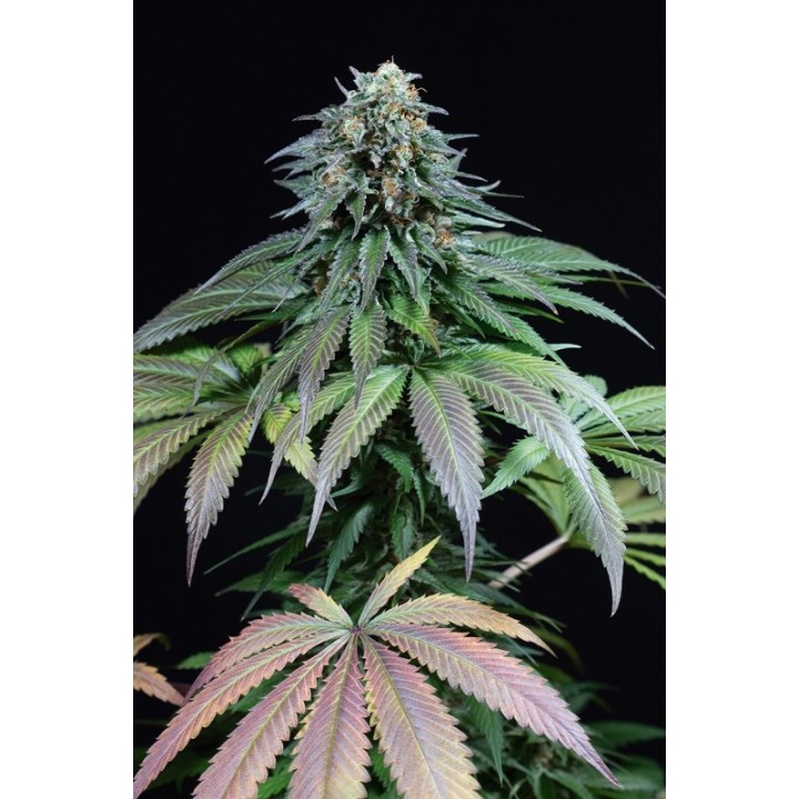 Purple Moby Dick de Dinafem