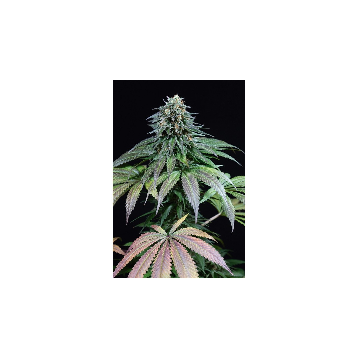 Purple Moby Dick de Dinafem