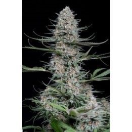 QUICK CRITICAL + - Imagen 1