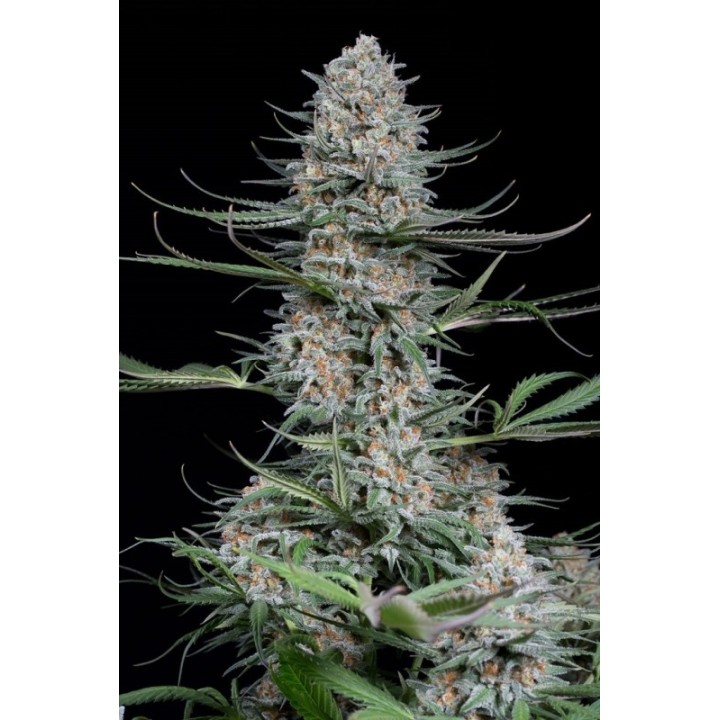QUICK CRITICAL + - Imagen 1
