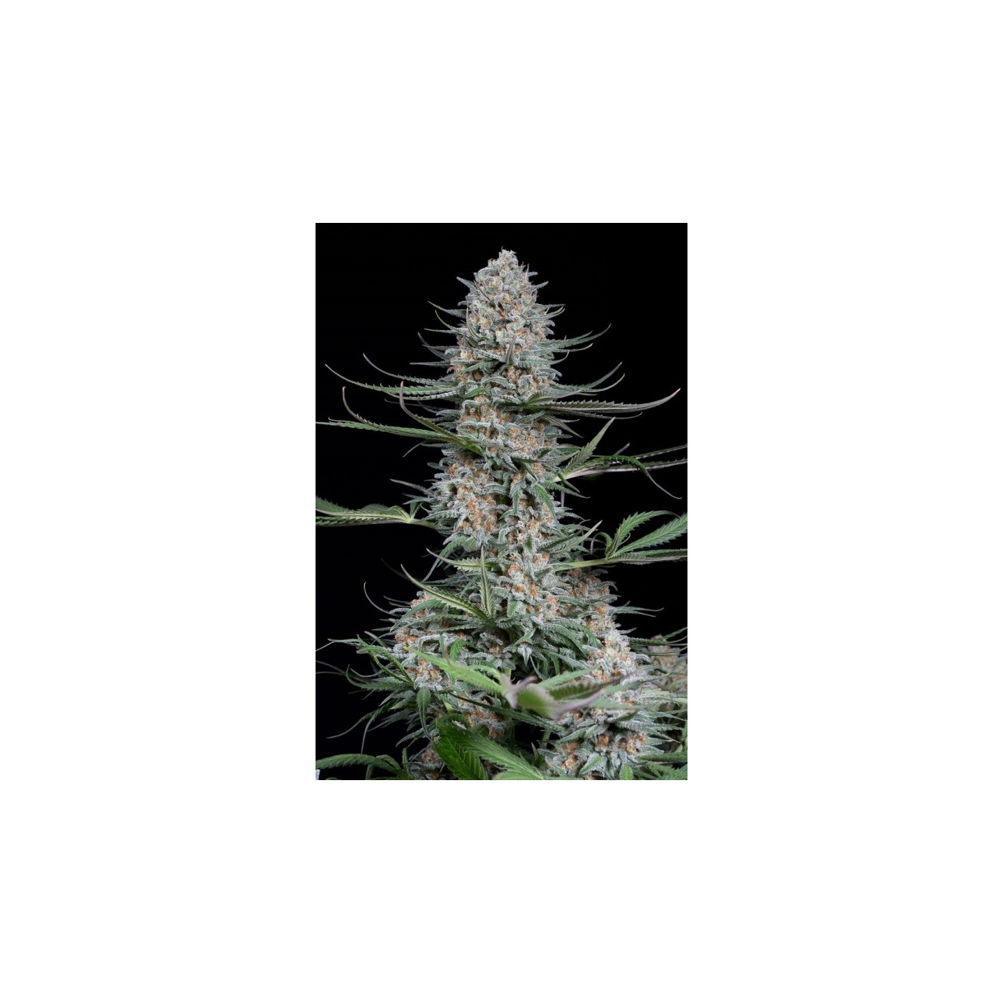 QUICK CRITICAL + - Imagen 1