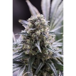 QUICK DINAMED CBD - Imagen 1