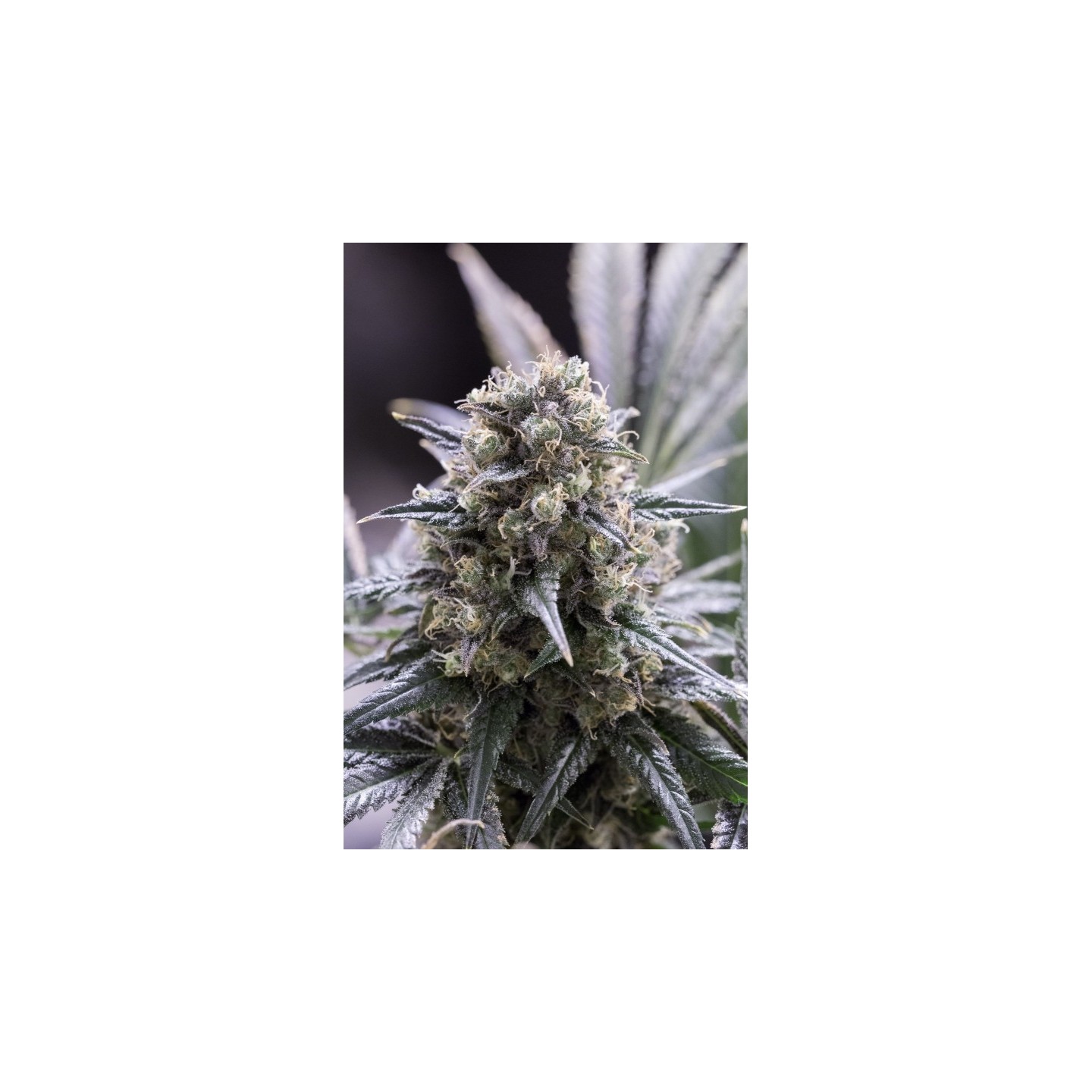 QUICK DINAMED CBD - Imagen 1