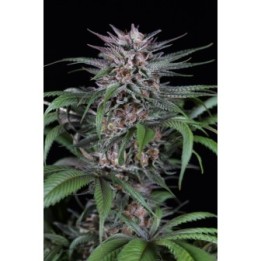 QUICK KUSH - Imagen 1