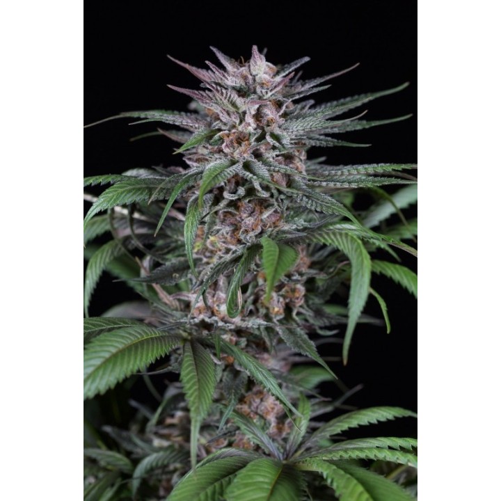 QUICK KUSH - Imagen 1