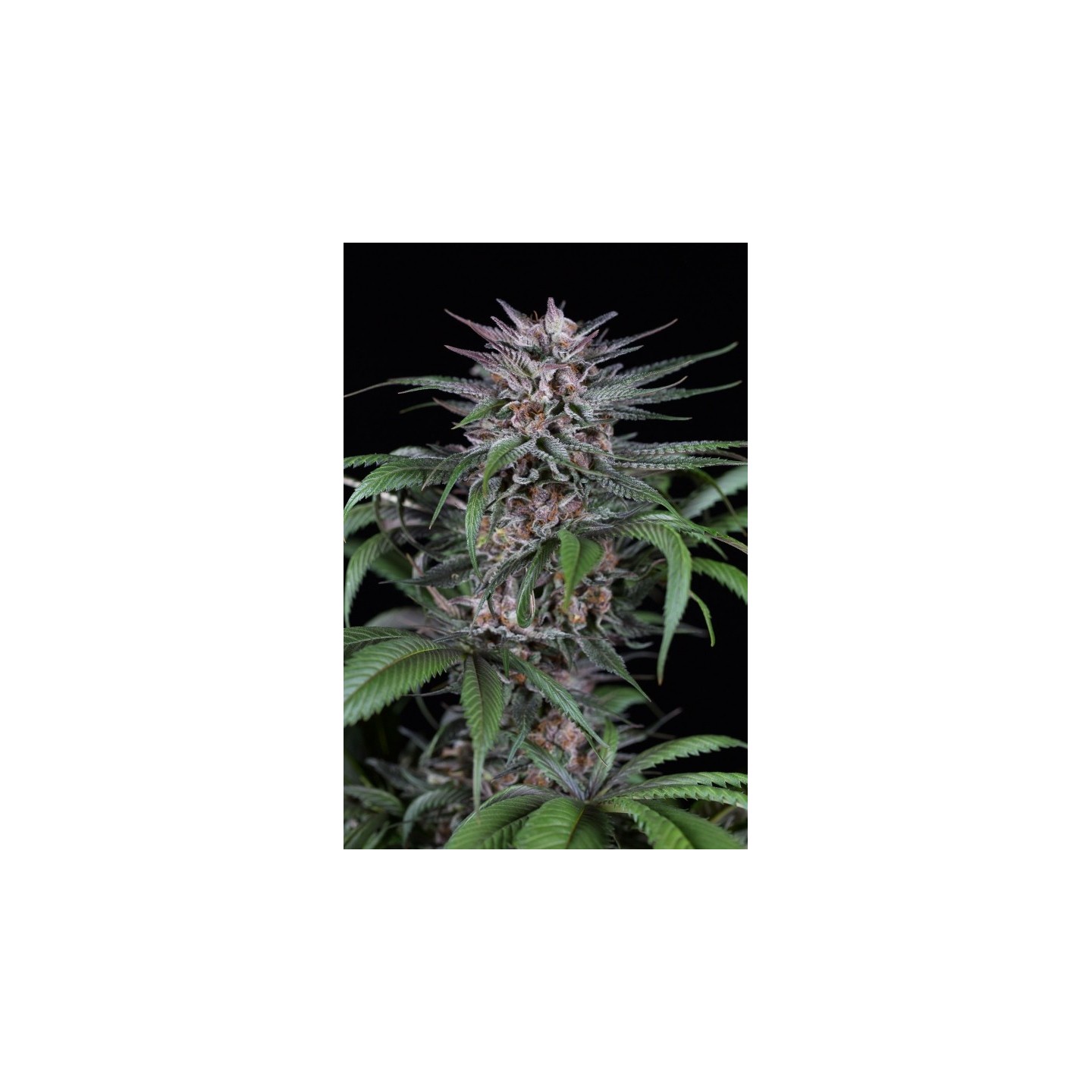QUICK KUSH - Imagen 1