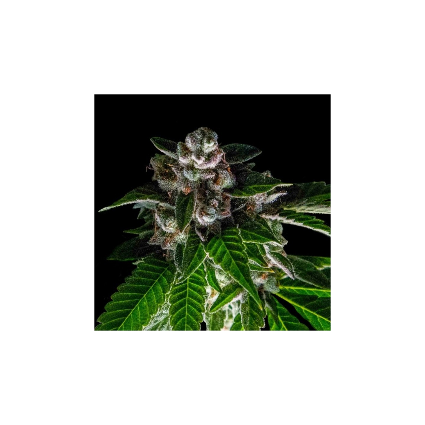 Bakers Delight Feminizada de DNA Genetics