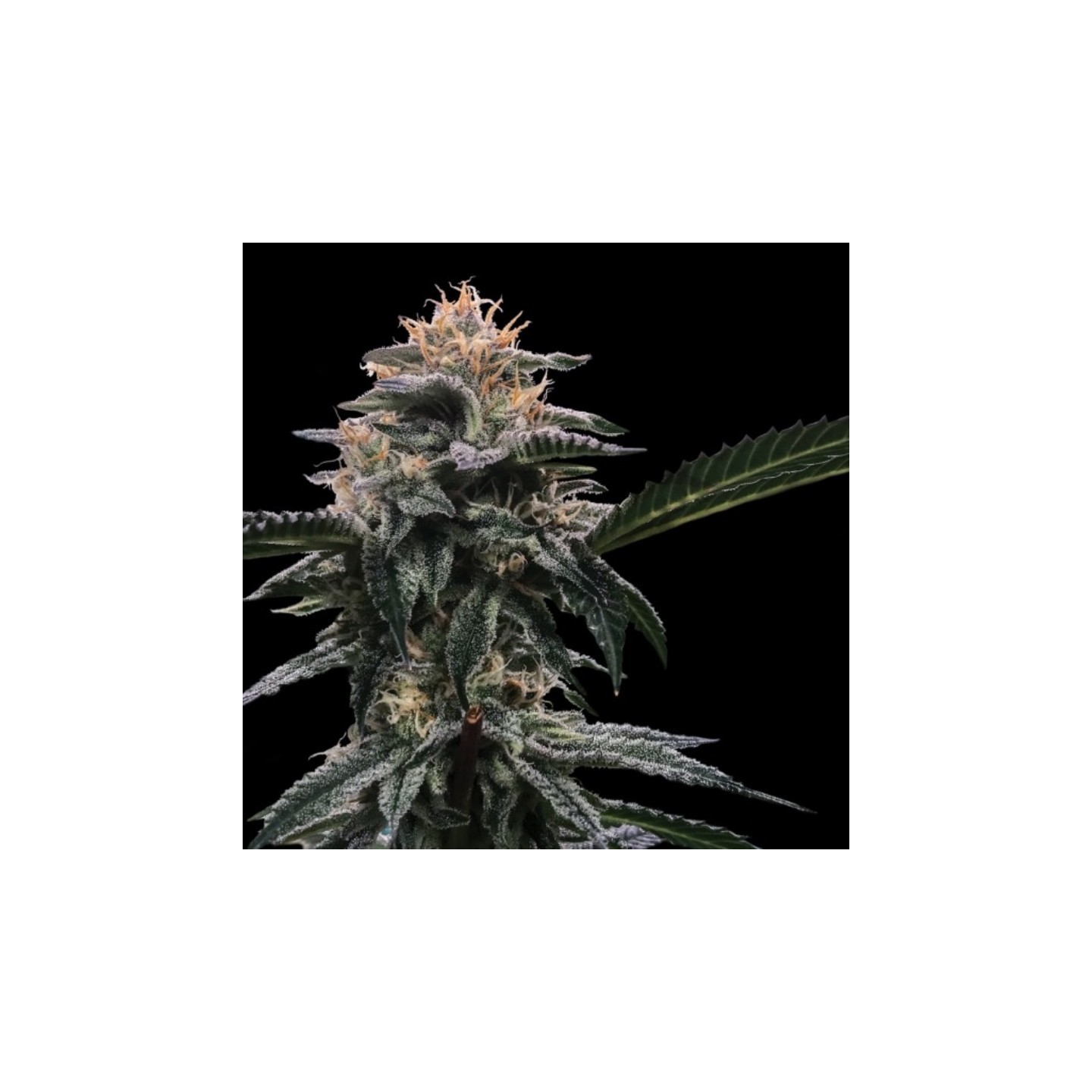 Banana Sorbet de DNA Genetics