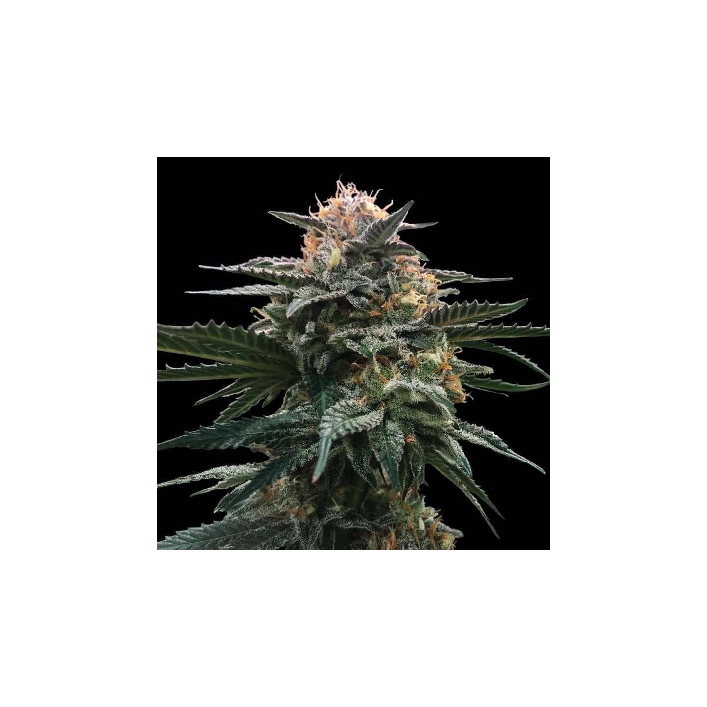 Blood Orange Sorbet Feminizada de DNA Genetics