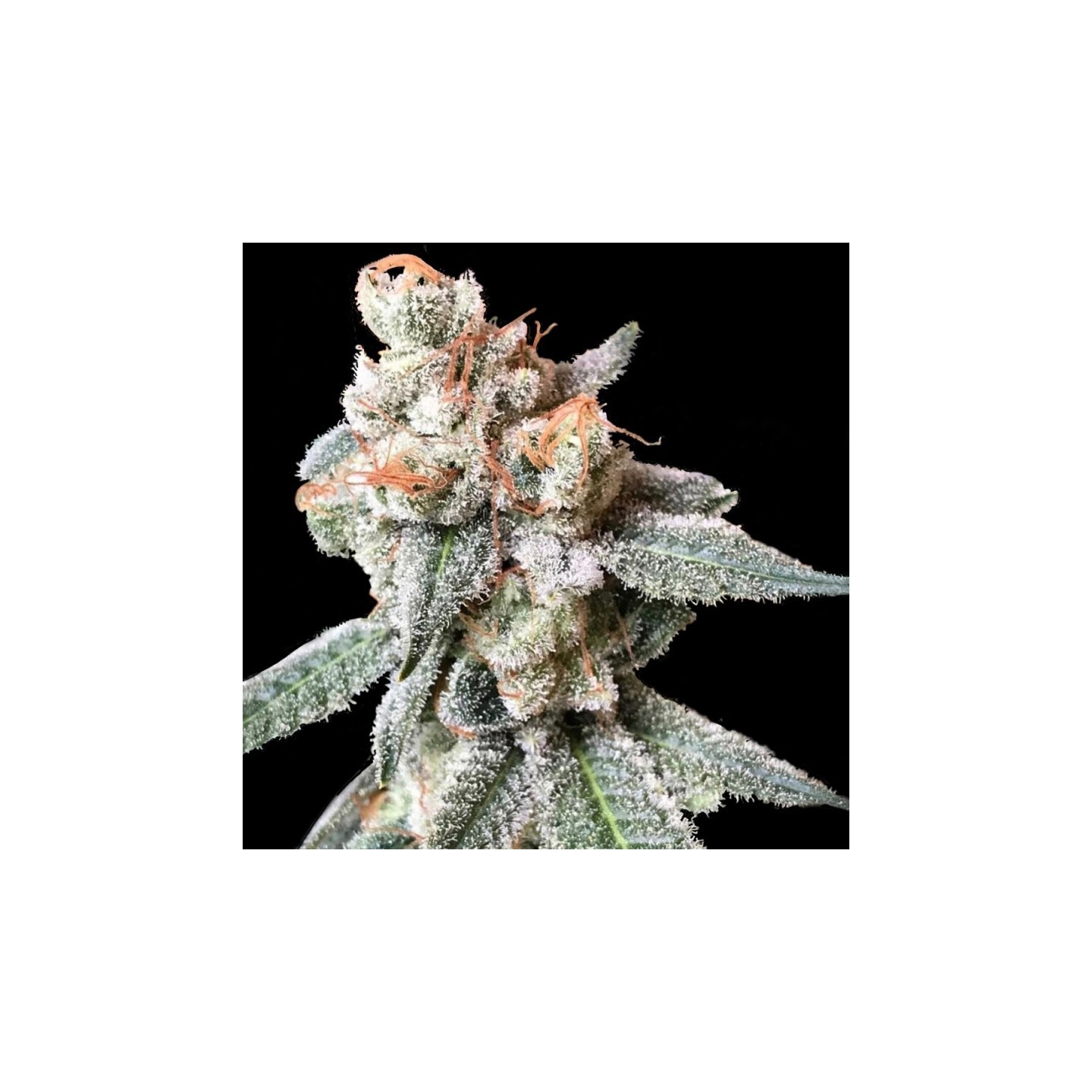 Bt7 Feminizada de DNA Genetics