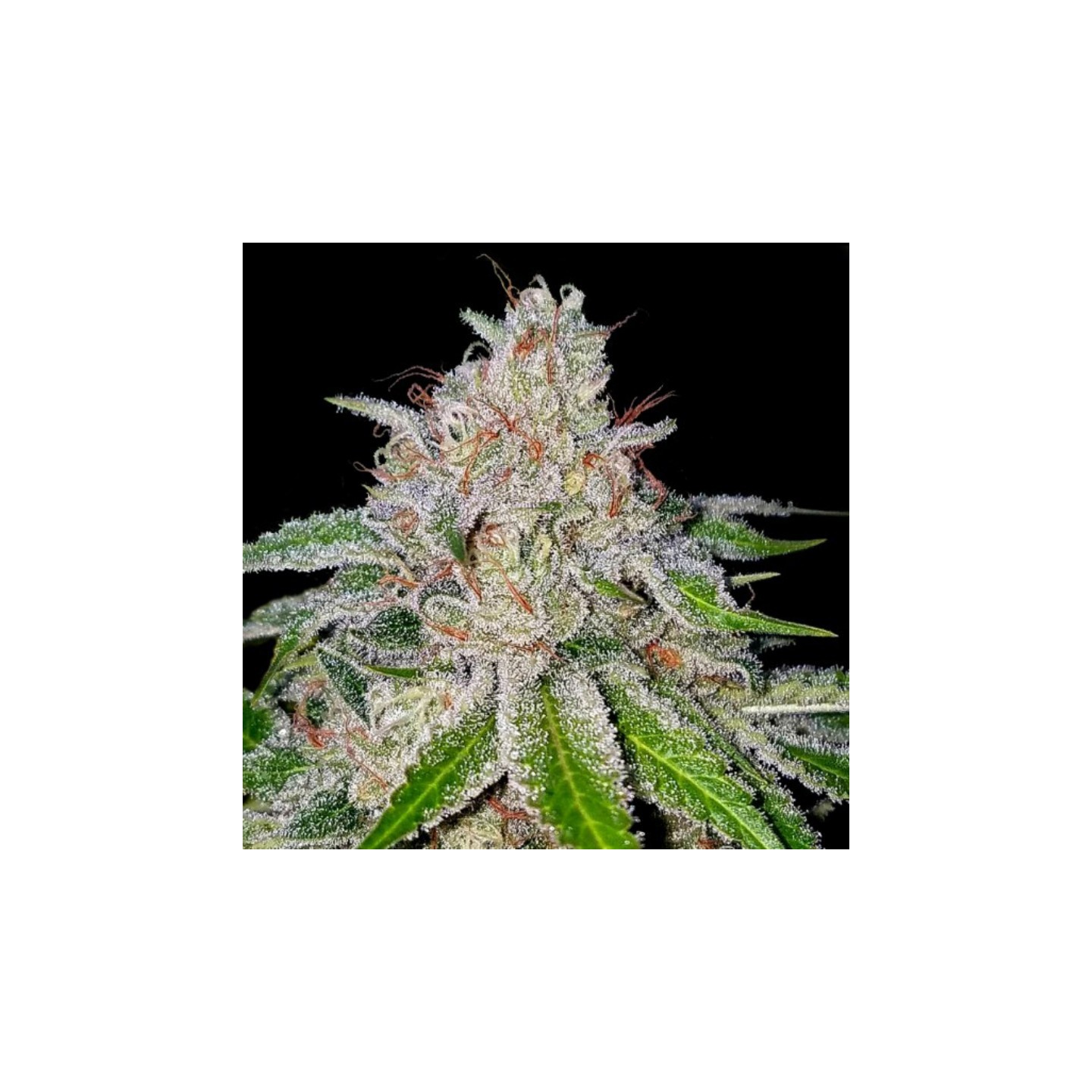 Cherry 18 de DNA Genetics