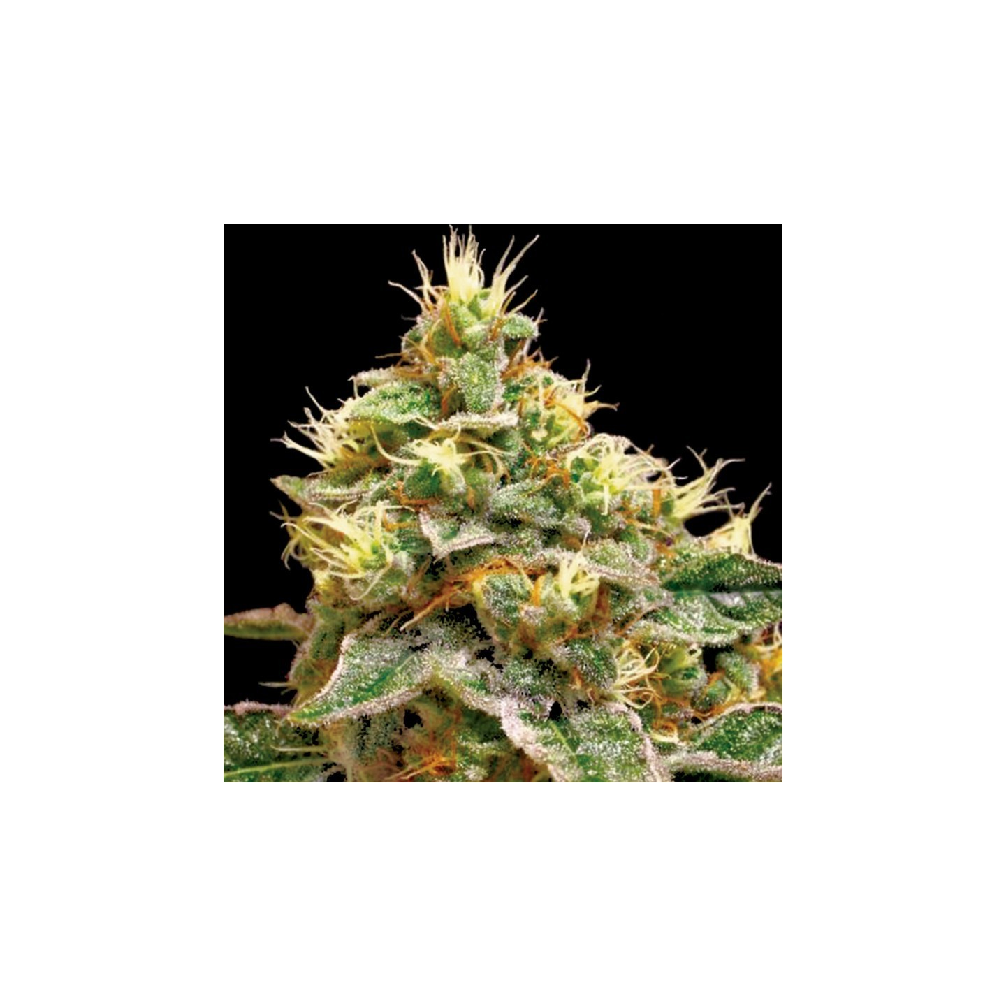 Confidential Cheese de DNA Genetics