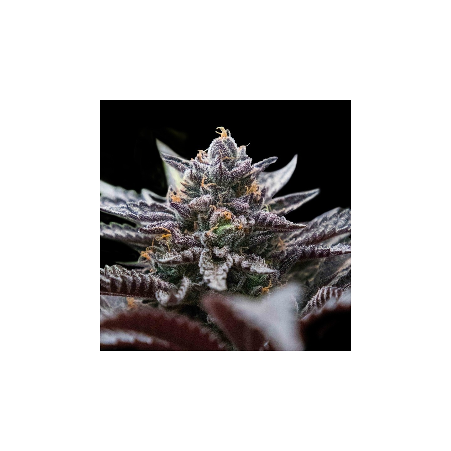 Double Stuffed Sorbet de DNA Genetics