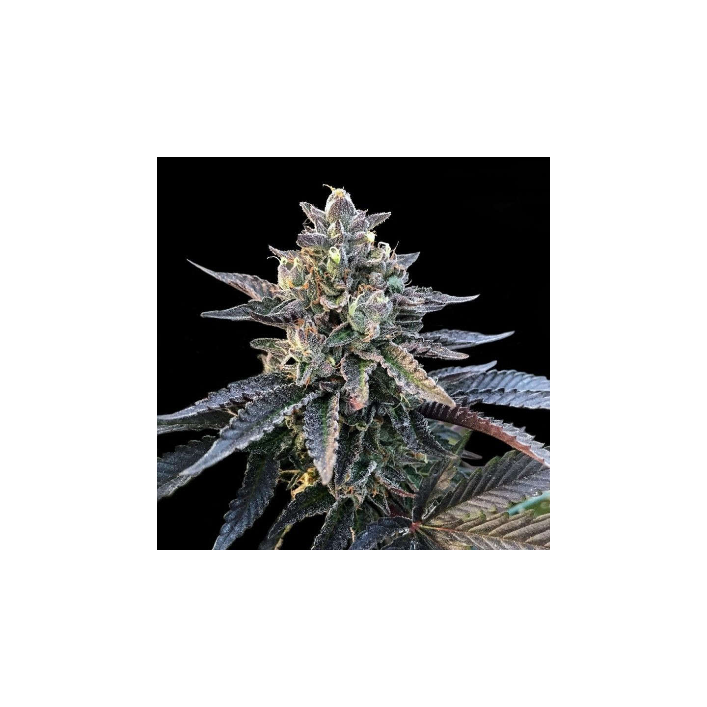 Gelato Sorbet de DNA Genetics