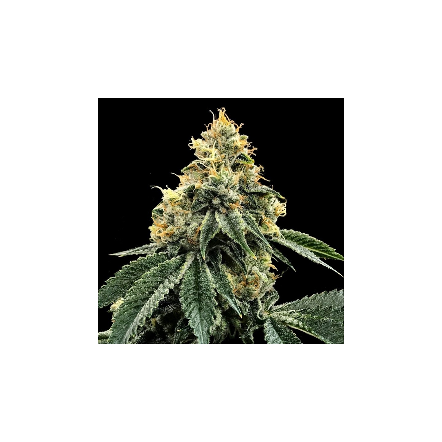 Kosher Dawg de DNA Genetics