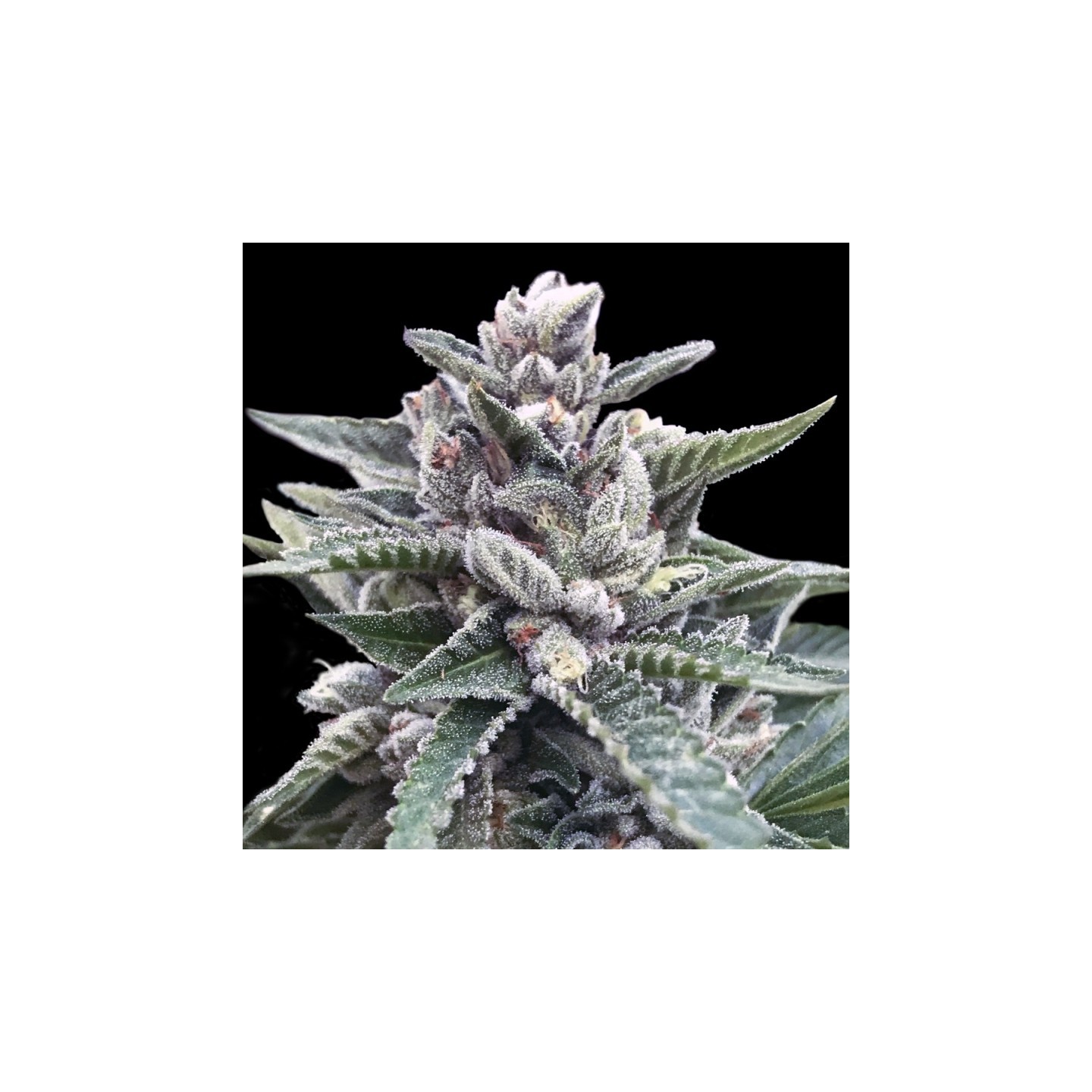 Kosher Sorbet de DNA Genetics